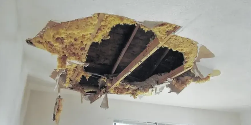 Water-soaked ceiling drywall and insulation collapsed below a leak